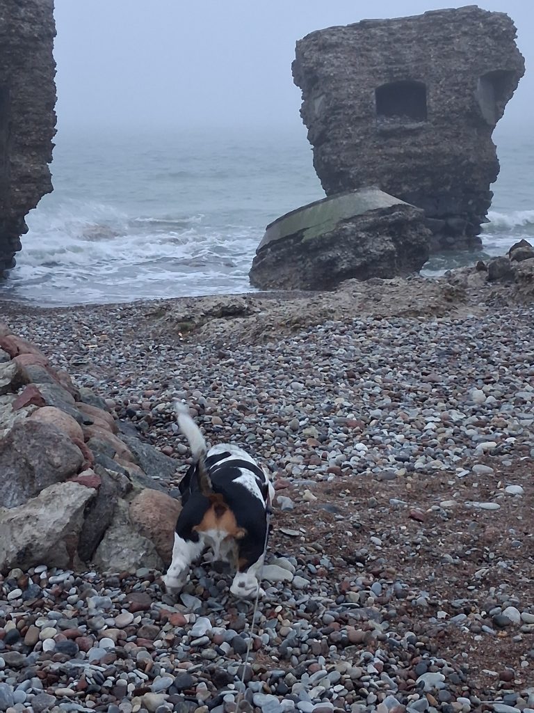 Dog with black, white, and tan coat exploring a pebbled beach near rough sea against rocky shore and large stone formations in the background