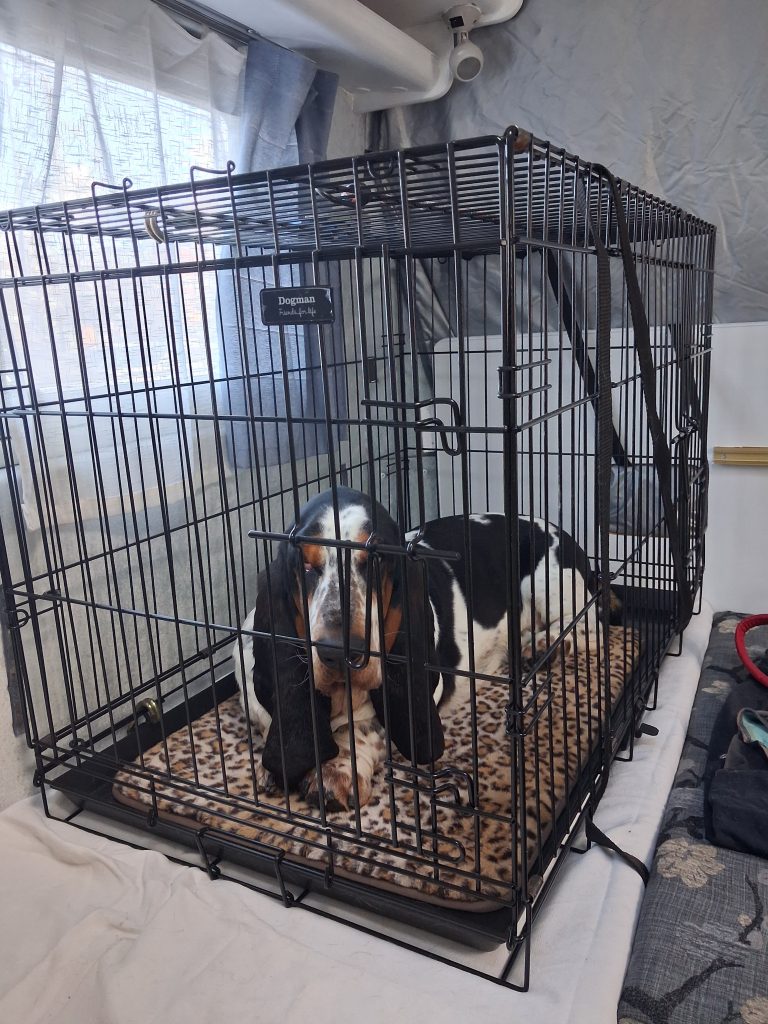 Two beagles sitting inside a black metal dog crate with a leopard-print bed labeled 'Dogman'.